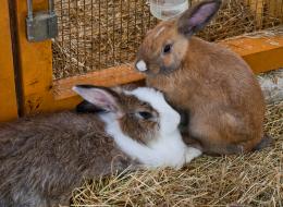 Two bunnies