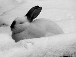 snow rabbit