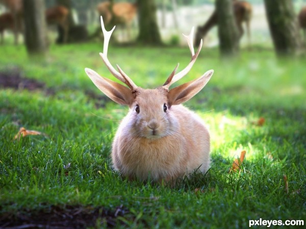 Jackalope