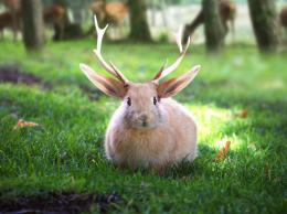 Jackalope