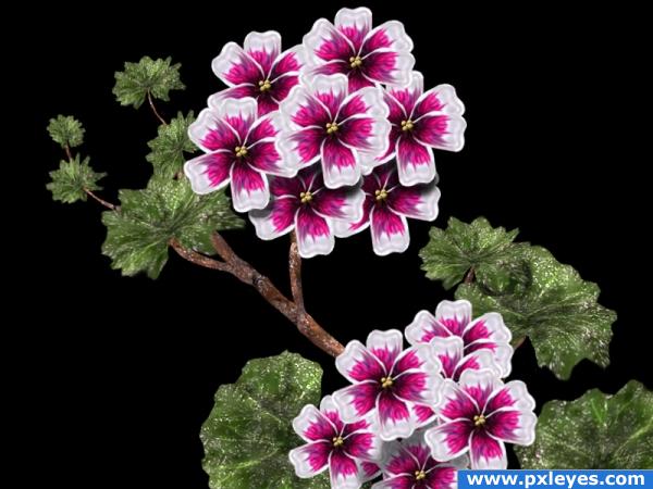 Geranium