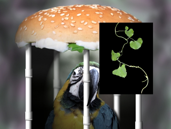 Creation of FooD CaGe: Step 1