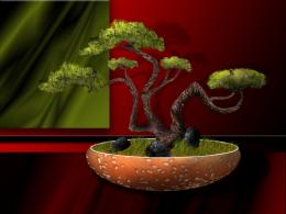 Bonsai Picture