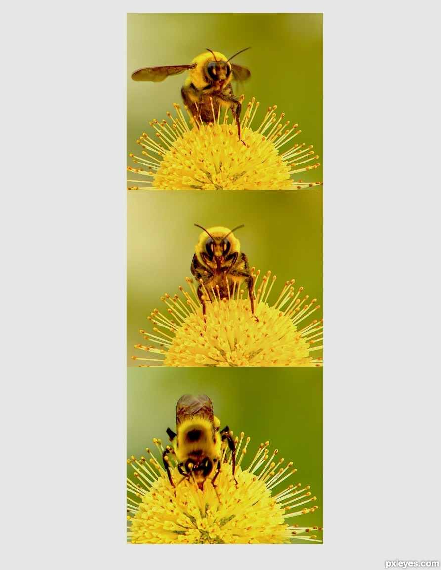 pollinator at work