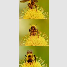 pollinatoratwork