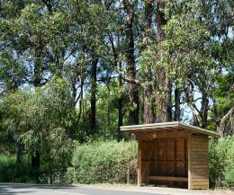 Under the gumtrees