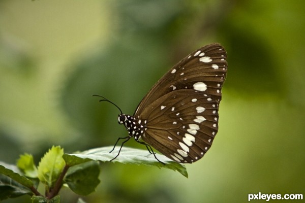 Butterfly Landing Zone