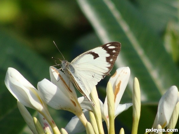 Butterfly On Flower