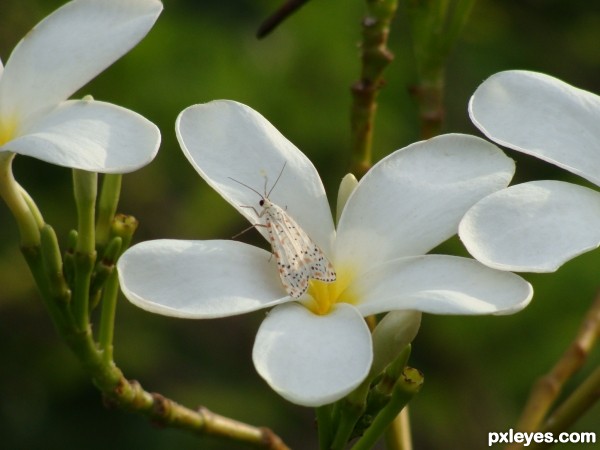 Butterfly Picking Honey