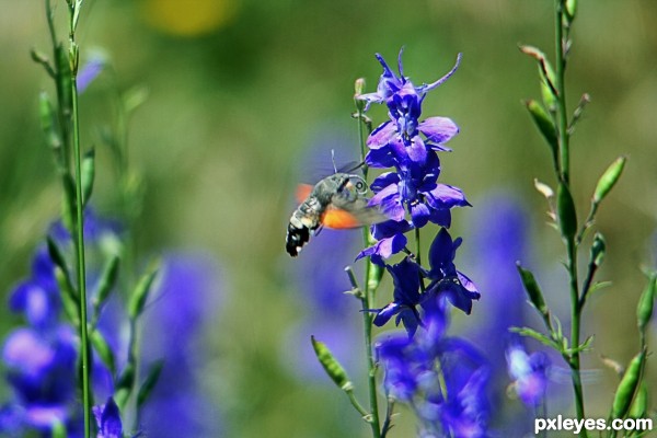 Hummingbird Hawk-moth