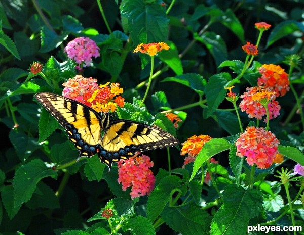 Monarch Beauty