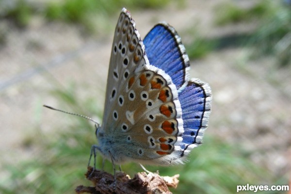 Polyommatus icarus