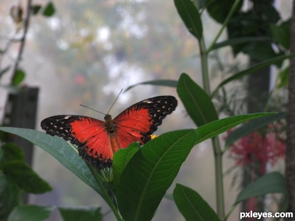 Red Butterfly 