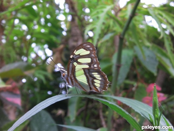 Resting on Leaf