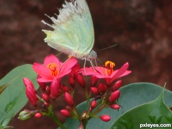 THE BUTTERFLY IN RED