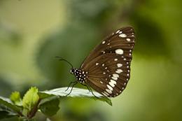 Butterfly Landing Zone