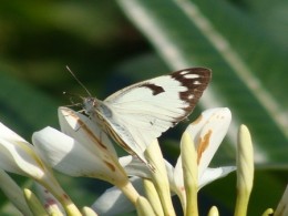 ButterflyOnFlower
