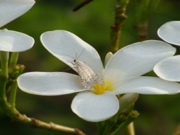 Butterfly Picking Honey Picture