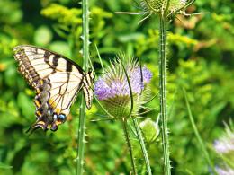 Eastern Swallow Tail