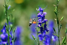 HummingbirdHawkmoth