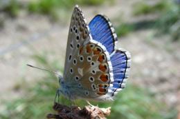 Polyommatus icarus