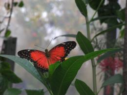 Red Butterfly 