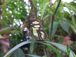 Resting on Leaf