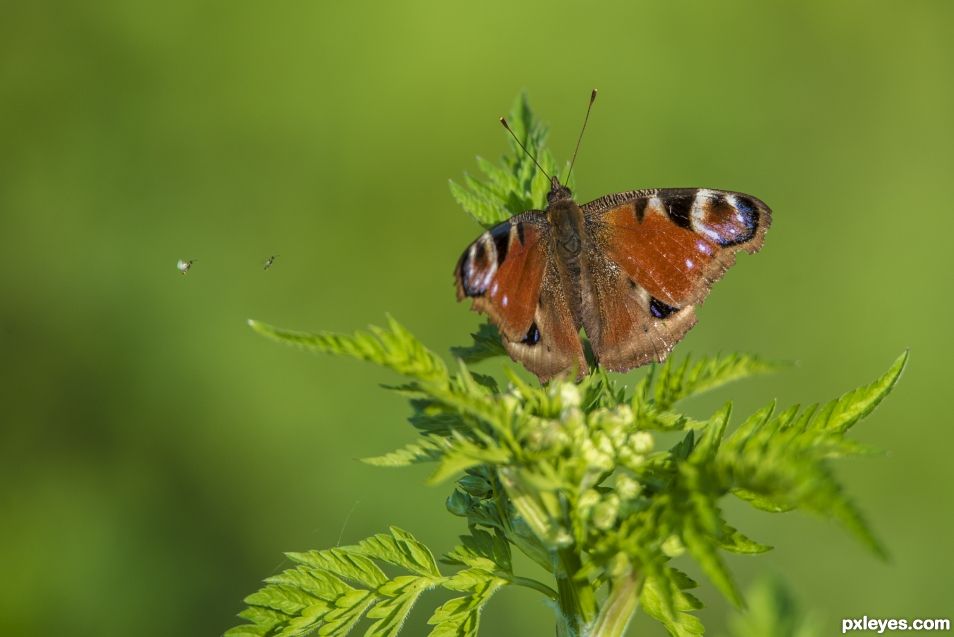 Small tortoiseshell