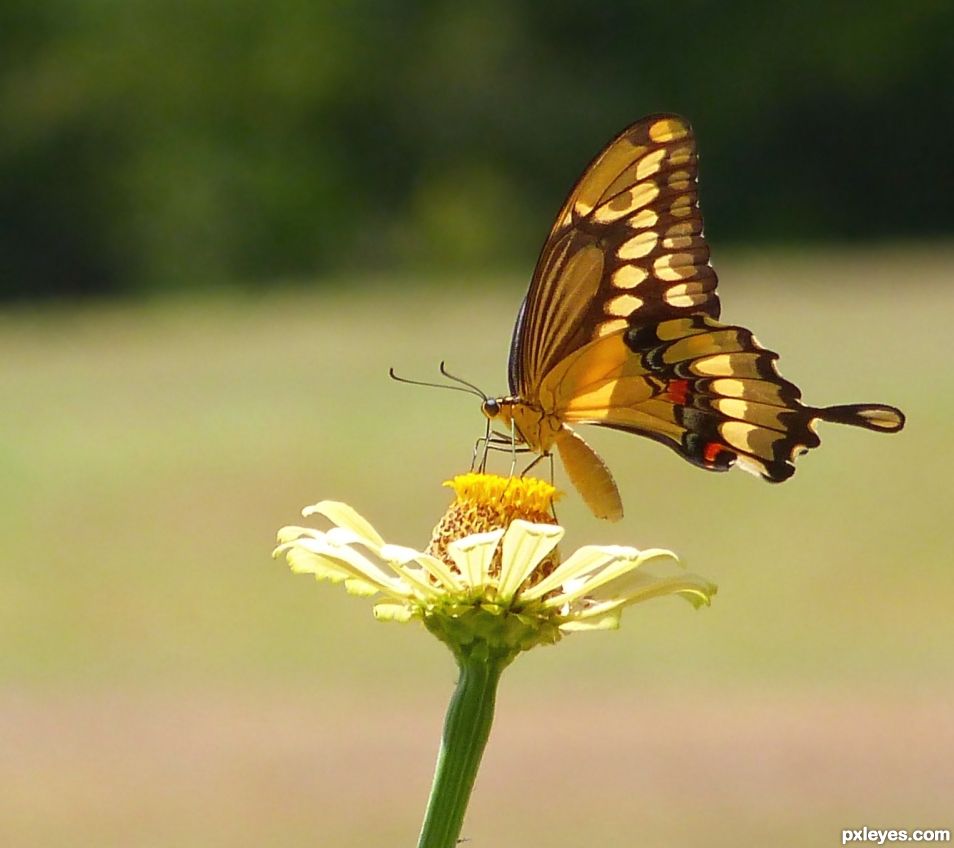 The Swallowtail