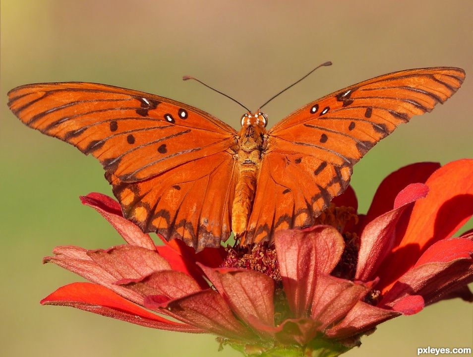 Orange on Red