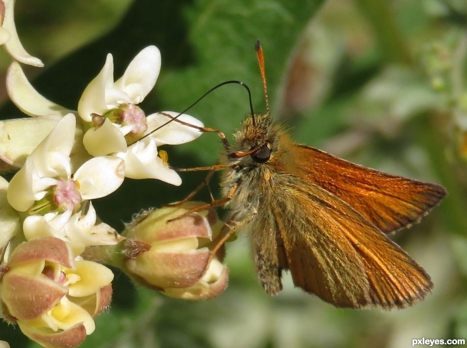 Fiery Skipper