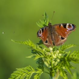 Smalltortoiseshell