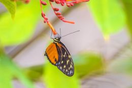 Butterfly eating