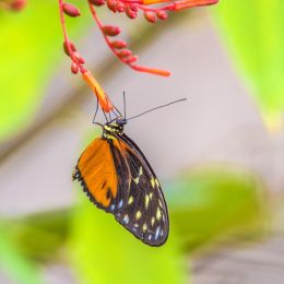 Butterflyeating