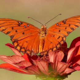 Orange on Red Picture