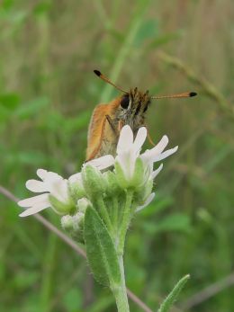 Fiery Skipper Cuddle-Bug