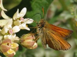 Fiery Skipper