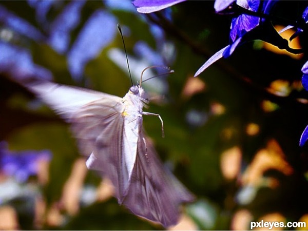 BUTTERFLIES