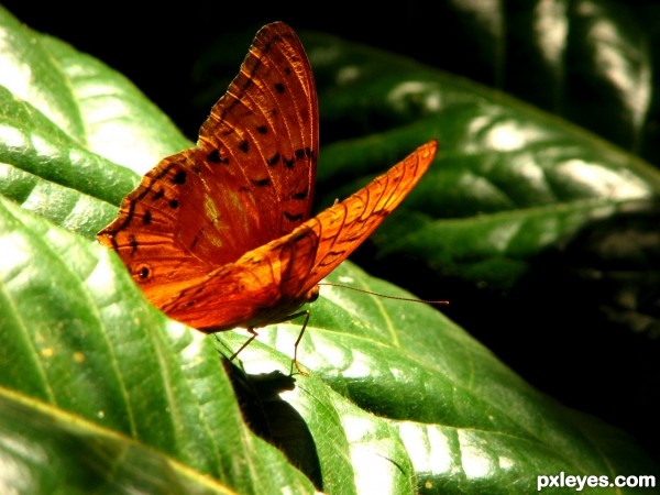 Butterfly Perspective