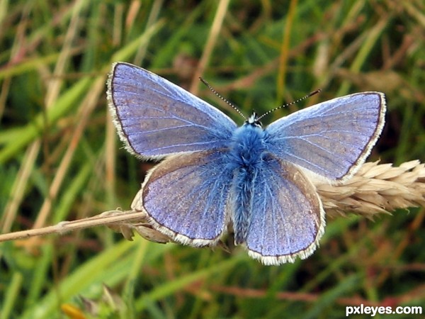 Common Blue