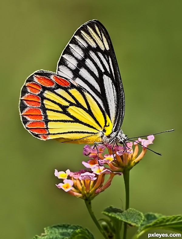 Common Jezebel Butterfly... photoshop picture)