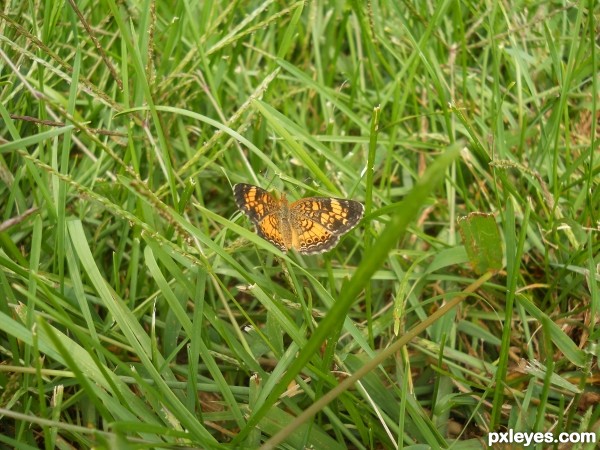 Hiding in the Grass