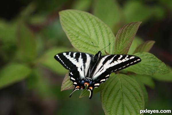 Levenworth Butterfly