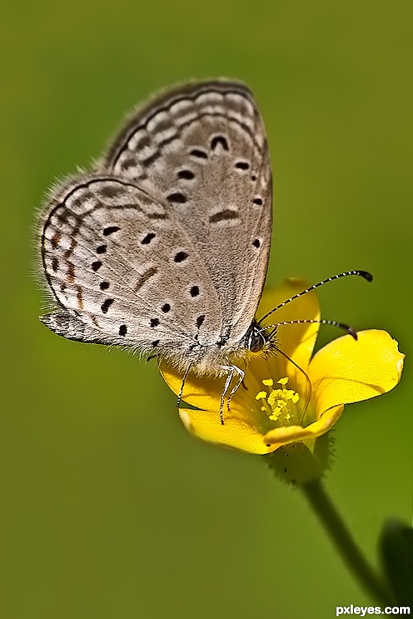 Pale Grass Blue photoshop picture)