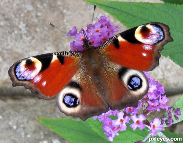 Peacock