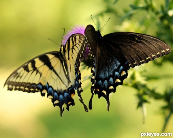 Swallowtail Duet