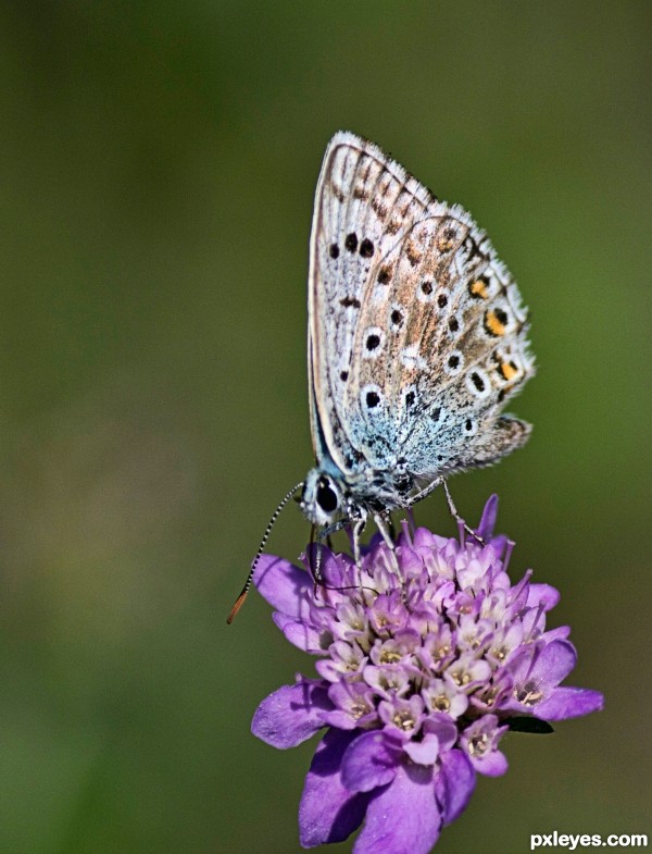butterfly on magenta flower