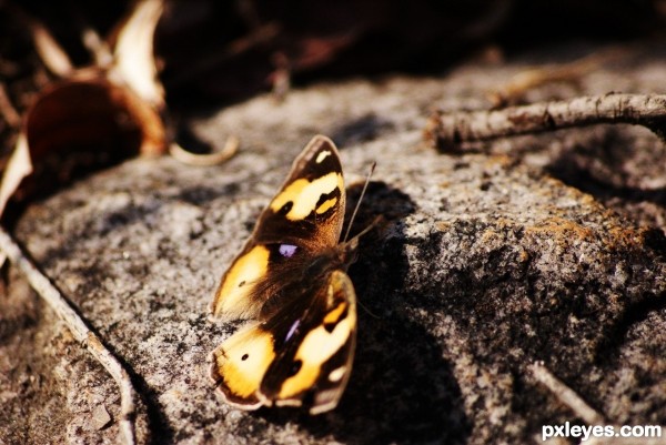 fluterby on a rock