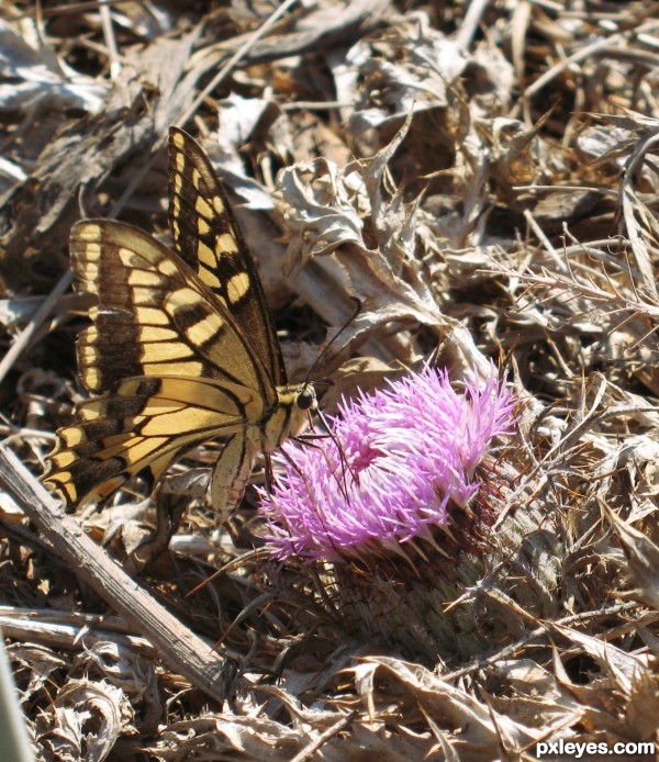 surrounded by thorns