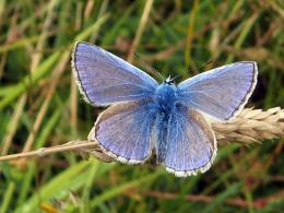 Common Blue